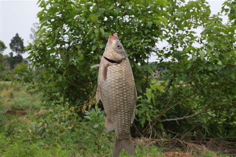 石豪魚用什麼餌料釣鯽魚?是釣魚者心中永遠的謎題